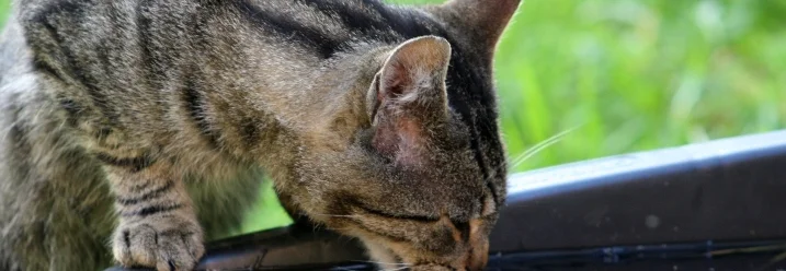 Getigerte Katze trinkt Wasser